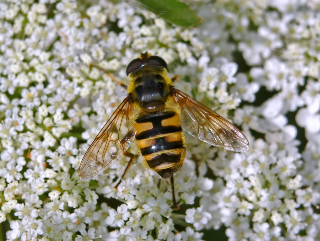Un Sirfide con tante strisce Myathropa florea